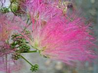 Arbre a soie, Albizia julibrissin (fam Legumineuses), Fleur (Photo F. Mrugala) (2)